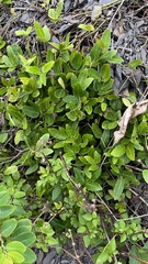 Tetrastigma formosanum