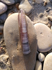 Ensis minor