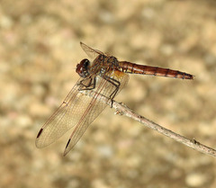 Trithemis annulata