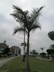 Arecaceae