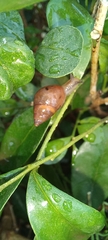 Gastropoda