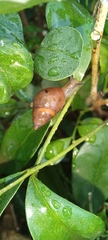 Gastropoda