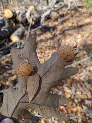 Atrusca quercuscentricola
