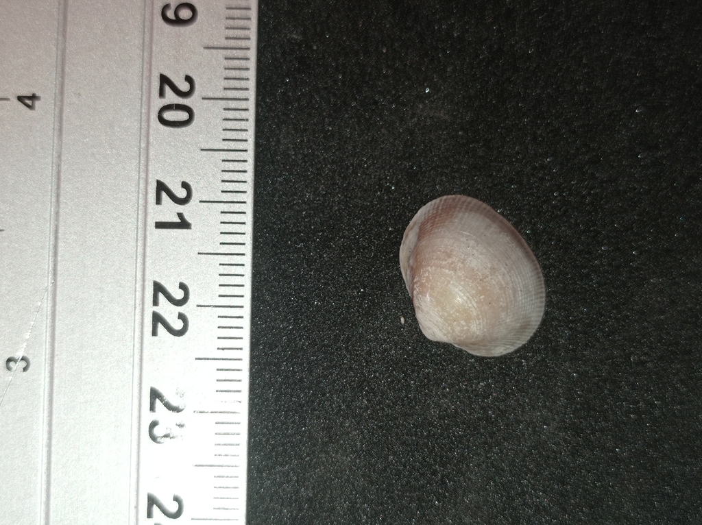 Leukoma metodon
