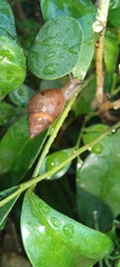 Gastropoda
