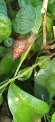 Gastropoda