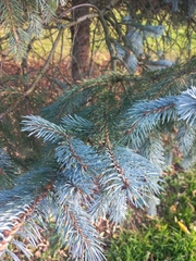 Picea glauca × engelmannii