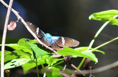 Astraptes fulgerator azul