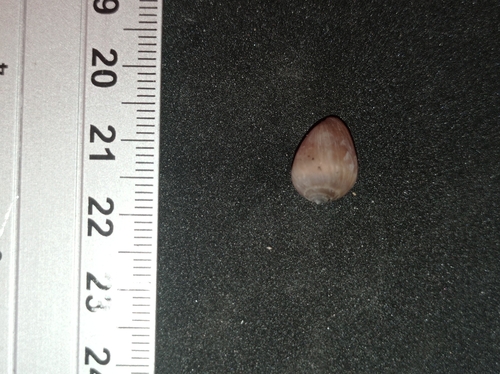 Melampus tabogensis observed 2022-11-07