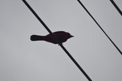 Ramphocelus dimidiatus