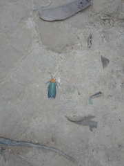 Apistosia judas