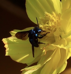 Thyreus nitidulus quartinae