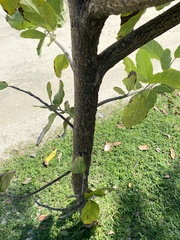 Brachylaena rotundata