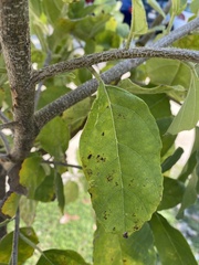 Brachylaena rotundata