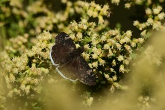 Erynnis tristis