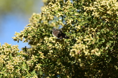Erynnis tristis
