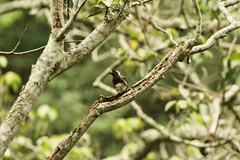 Stactolaema leucotis