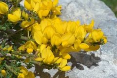 Cytisus ardoinoi