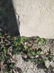 Geranium rotundifolium