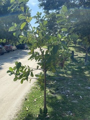 Brachylaena rotundata