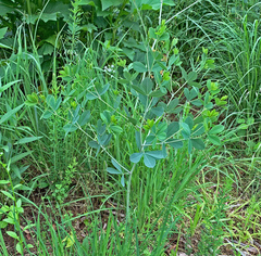 Baptisia alba