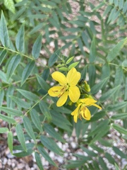 Senna