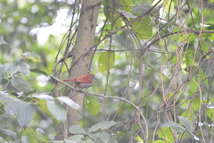 Thamnophilus multistriatus