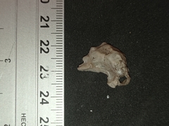 Mollusca