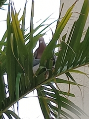 Patagioenas picazuro