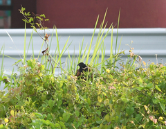 Centropus bengalensis