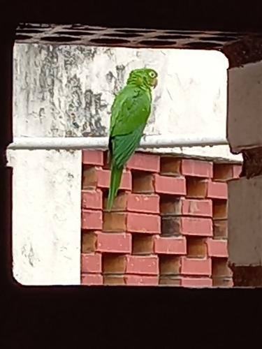 White-eyed Parakeet