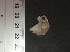 Mollusca