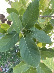 Brachylaena rotundata