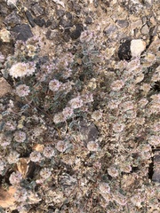 Dalea mollissima