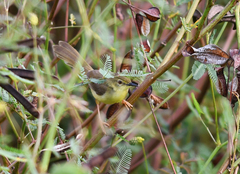 Prinia flaviventris