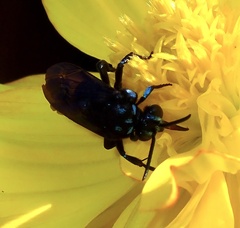 Thyreus nitidulus quartinae