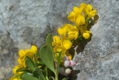 Cytisus ardoinoi