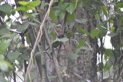 Thamnophilus multistriatus