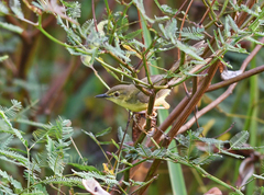 Prinia flaviventris