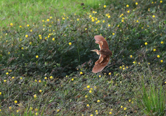 Ixobrychus cinnamomeus