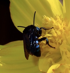 Thyreus nitidulus quartinae