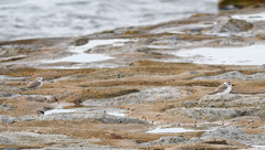 Charadrius dealbatus