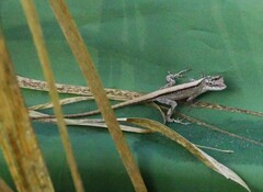Anolis sericeus