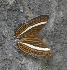 Cyrestis strigata