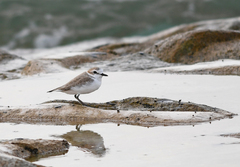 Charadrius dealbatus