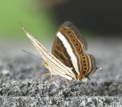 Cyrestis strigata