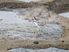 Charadrius peronii
