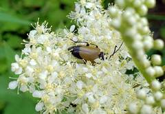 Trigonarthris