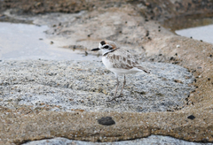 Charadrius peronii