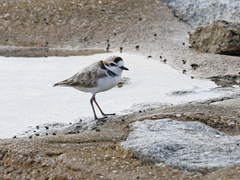 Charadrius peronii